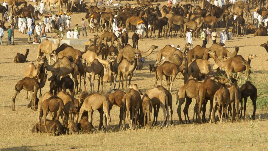 Camel Fair in Pushkar on Noverber Month.