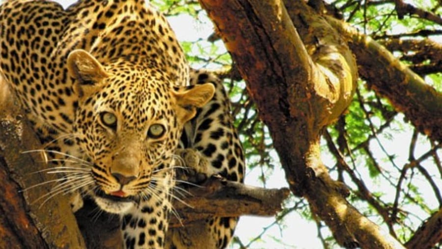 leopard in the tree