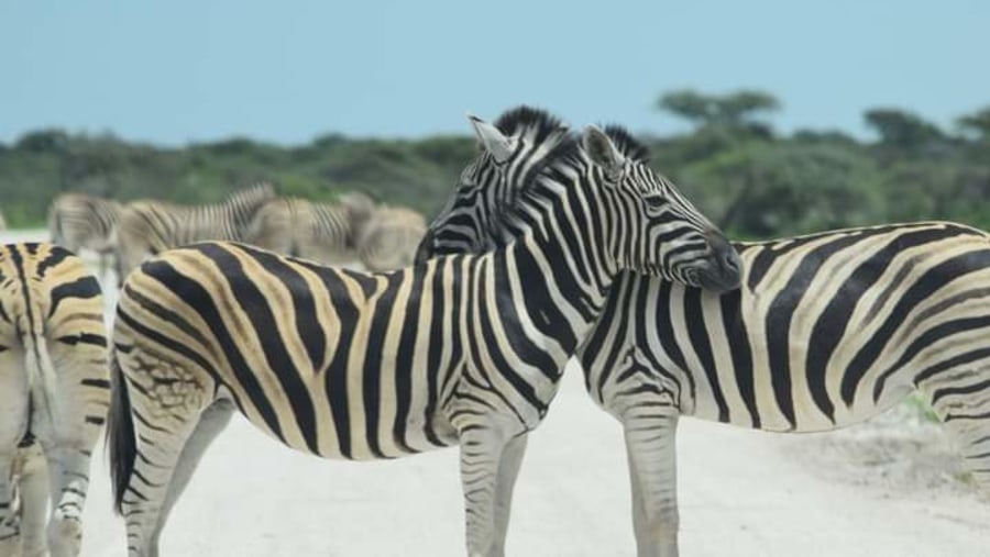 Etosha National Park, Namibia