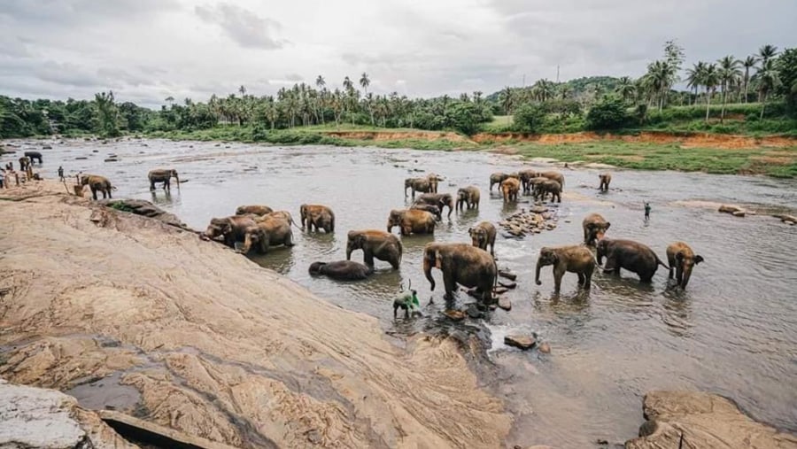 Explore the Pinnawala Elephant Orphanage