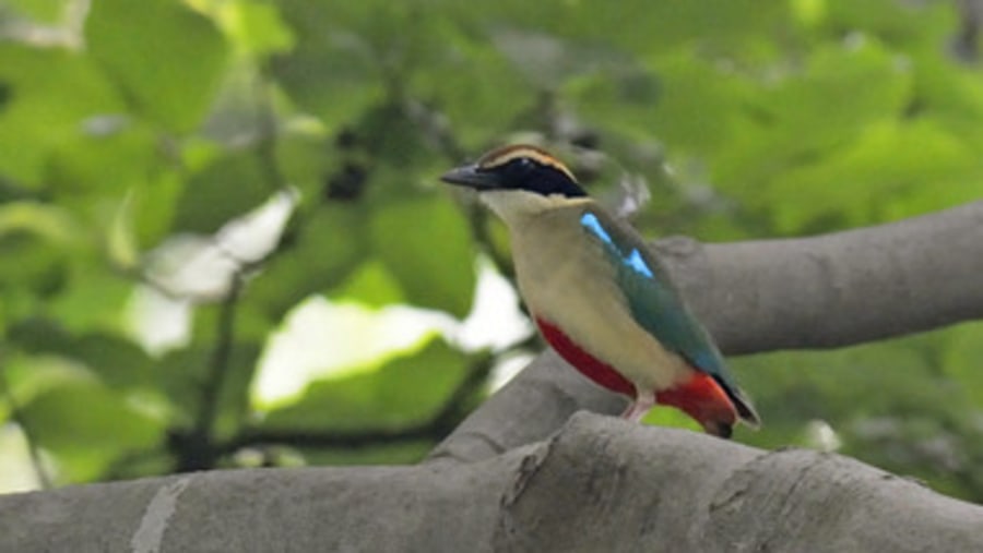 Bird In Nanjing, China