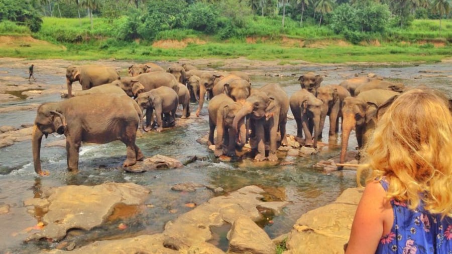 Baby elephants of pinnawala