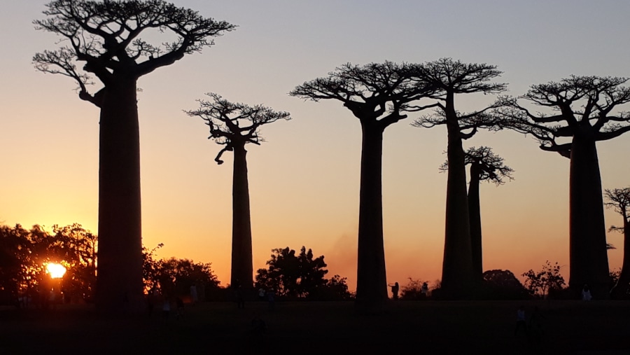Avenue Of The Baobabs Sunset