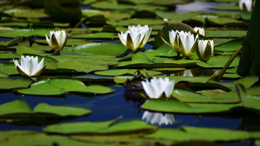 Danube Delta