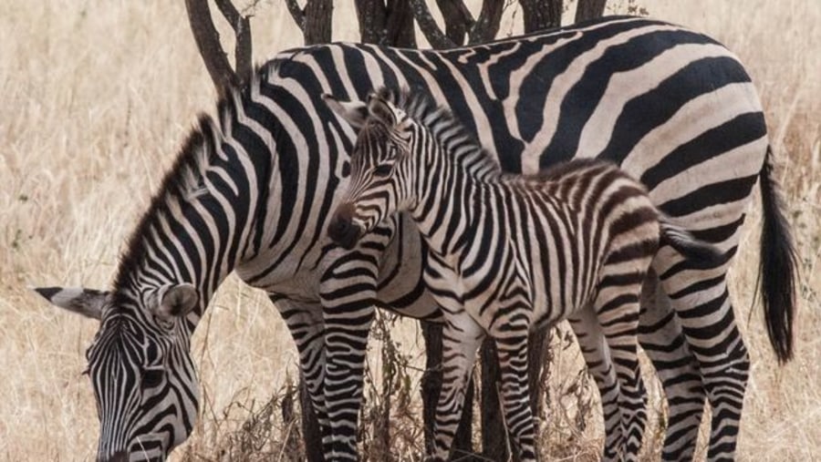 Zebras at Tarangire National Park