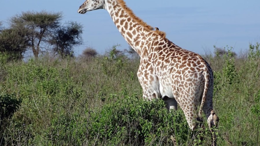 Giraffe At Ngorongoro Conservation Area