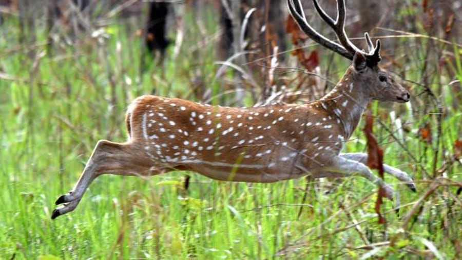 Deer on the run