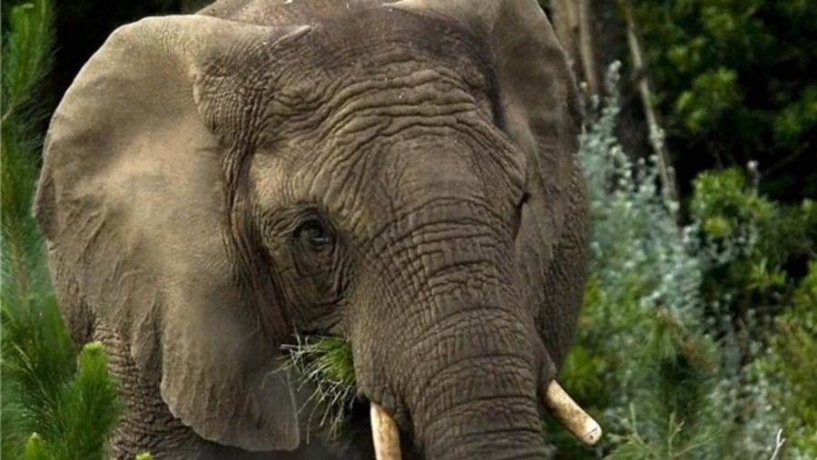 Elephants at Knysna Elephant Park, South Africa