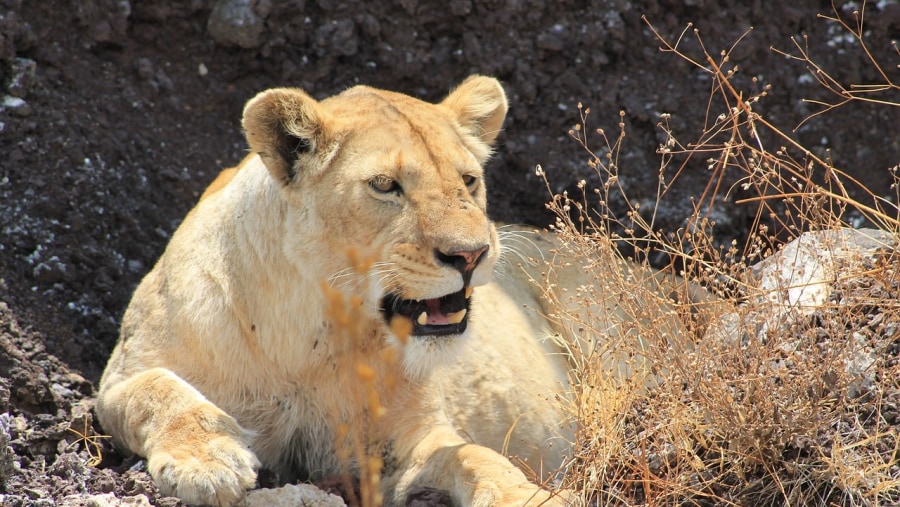 Majestic lion