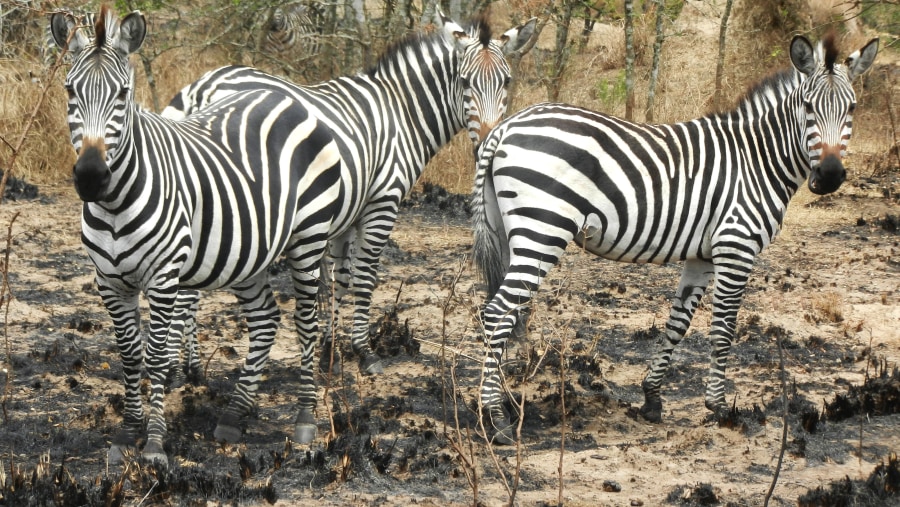 Zebras in Lake Mburo National Park