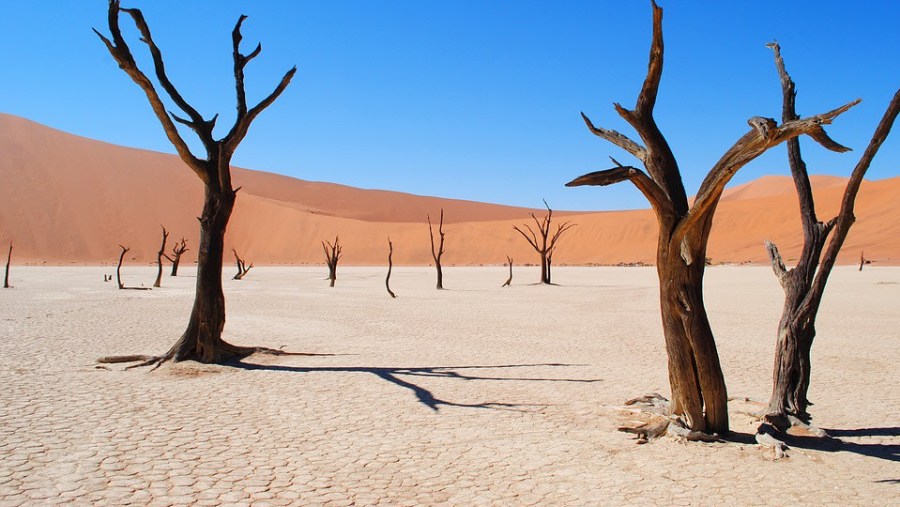 Dead Vlei