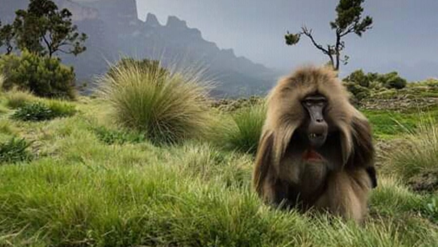 Gelada Baboon on the Simien Mountains