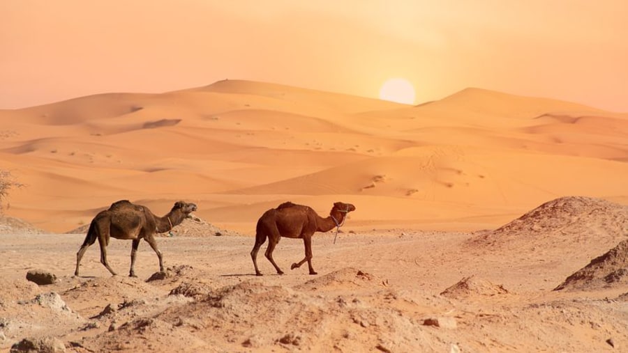 Camel riding in Merzouga