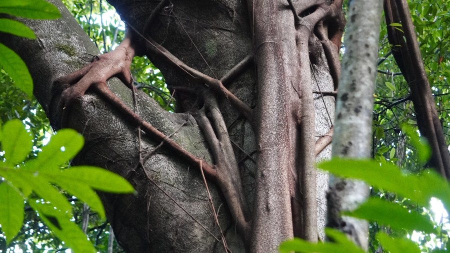 Vines around a tree