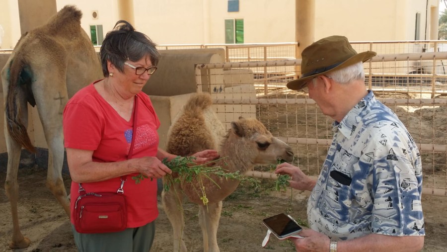 Camel Farm