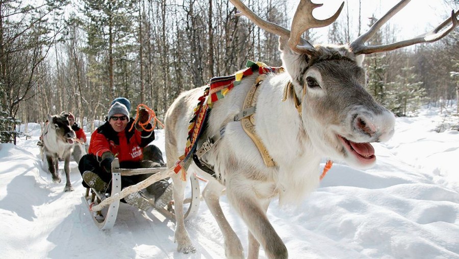 Experience a Reindeer Sleigh Ride