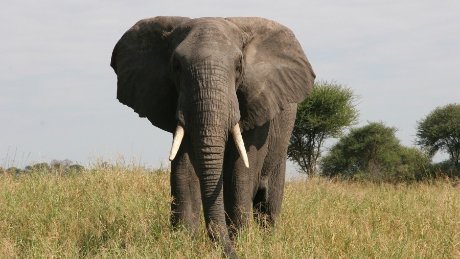 See the Great African Elephants at Selous Game Reserve