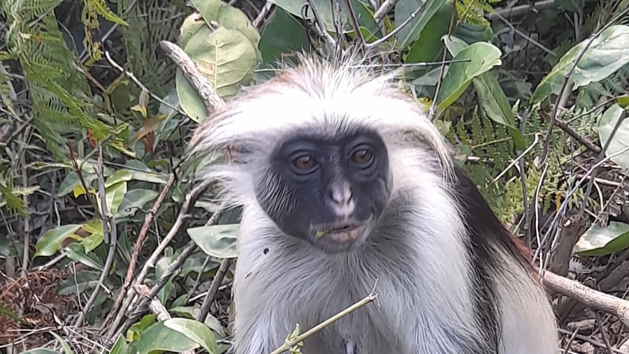 See wildlife in Jozani Forest, Tanzania