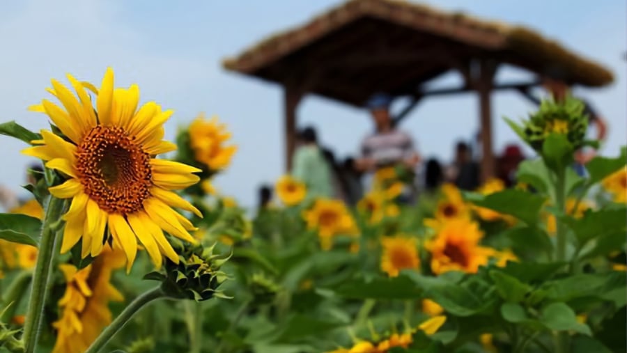 Sunflower Field