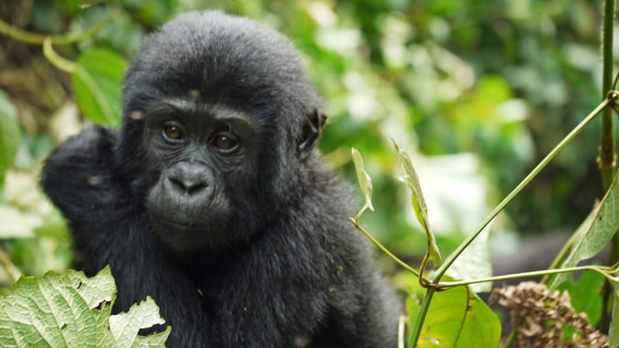 Gorilla at Bwindi Impenetrable Forest