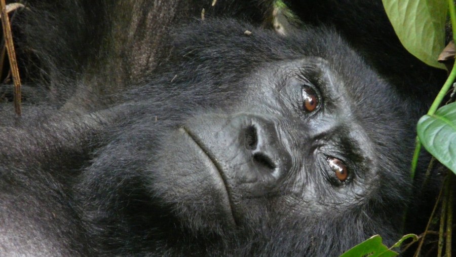 Mountain Gorrila at 	Bwindi Mountain