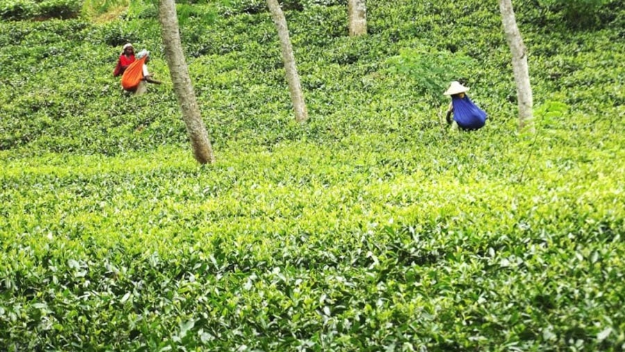 The Tea Estates of Sreemangal