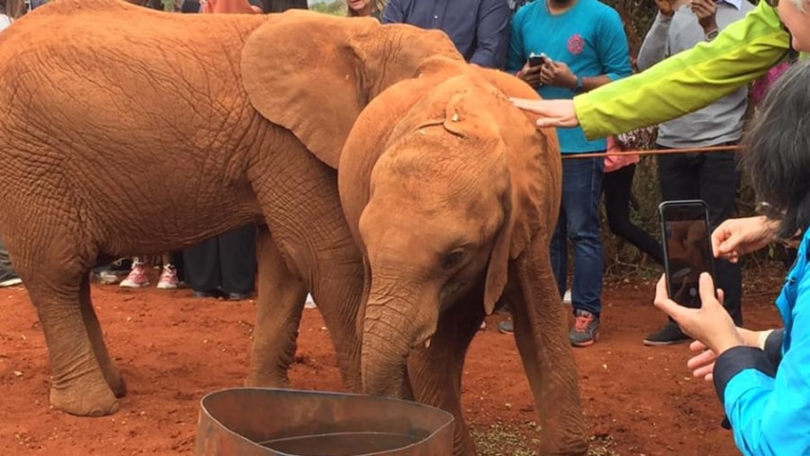 Petting a young elephant