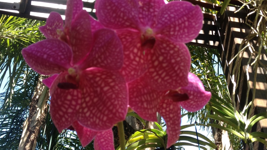 Orquídea Vanda - Instituto Inhotim