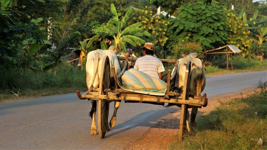 Ox-cart