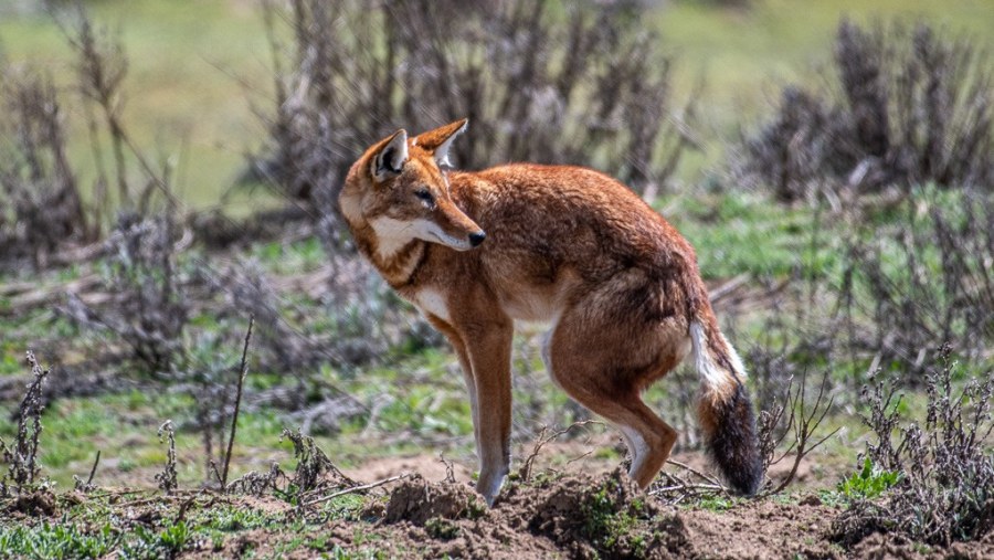 Ethiopian Wolf in Bale Mountains National Park, Ethiopia