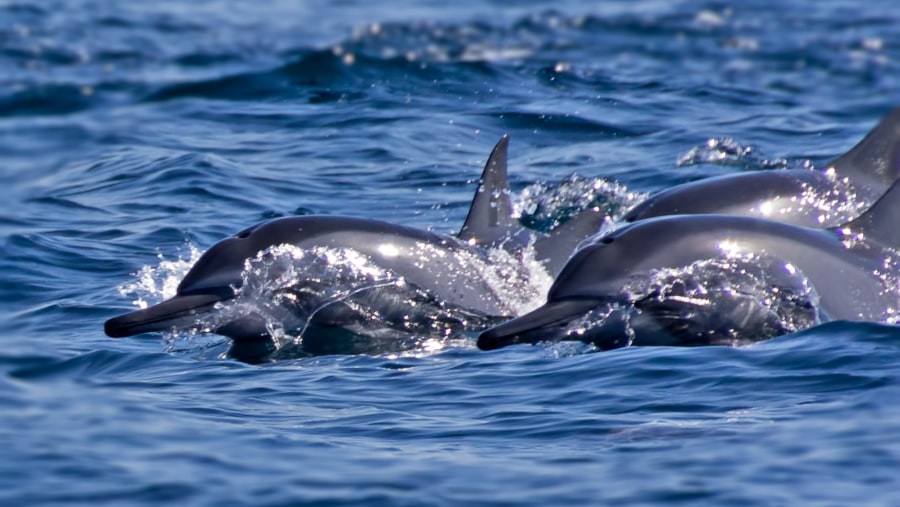 Dolphin encounter