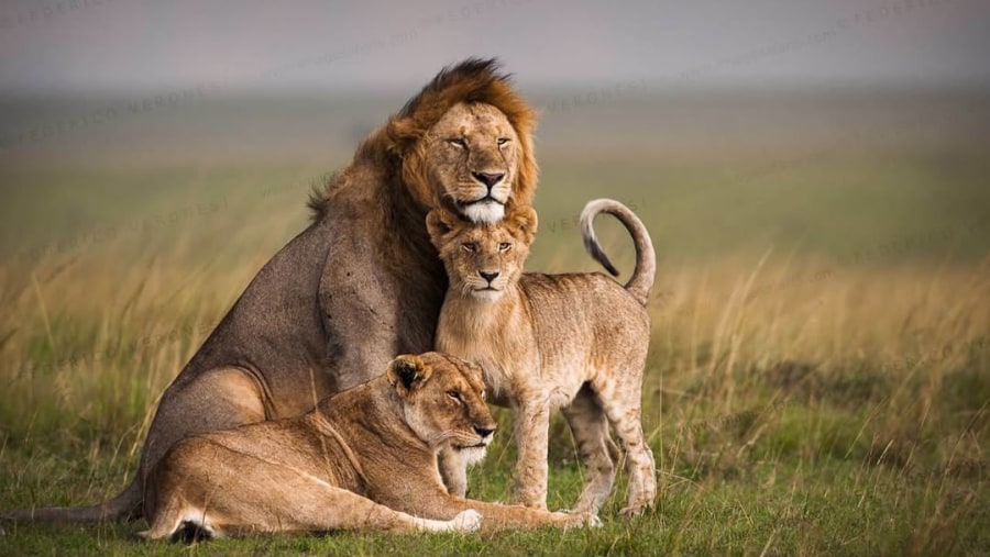 A beautiful lion family at leisure at the Masai Mara National Reserve