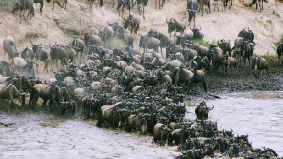 Mara River Crossing