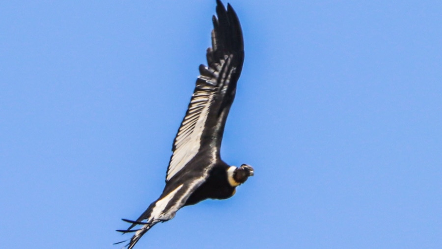 See wild Condors on flight in Ecuador