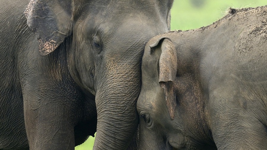 Minneriya National Park