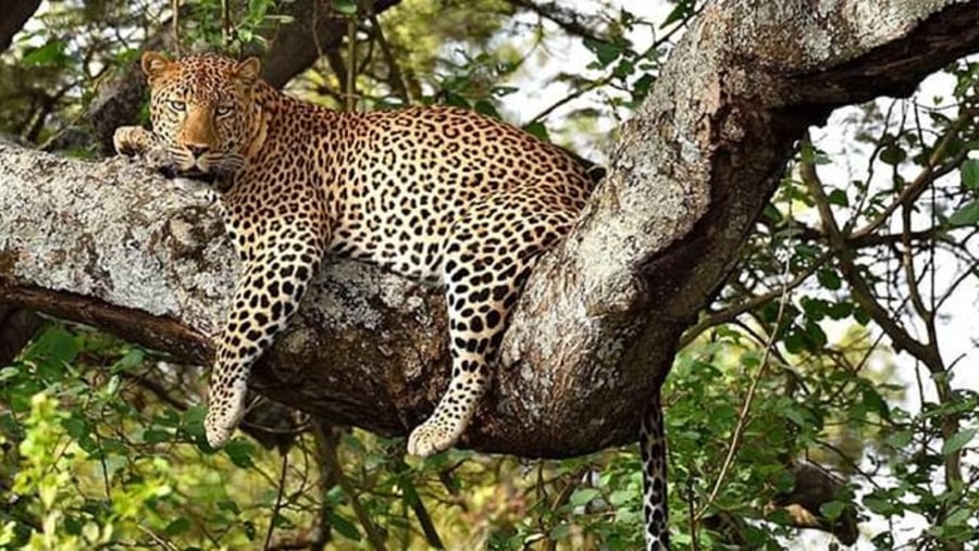 African leopard