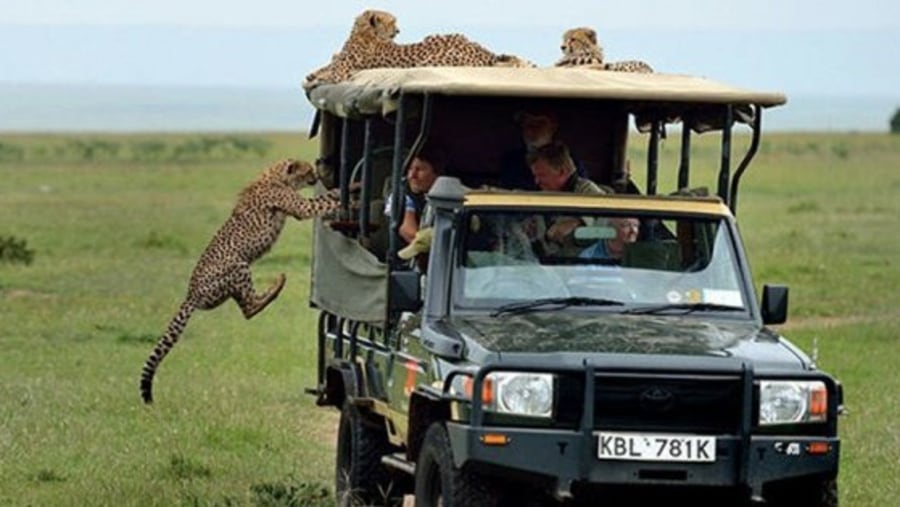 Enjoy at Game Drive