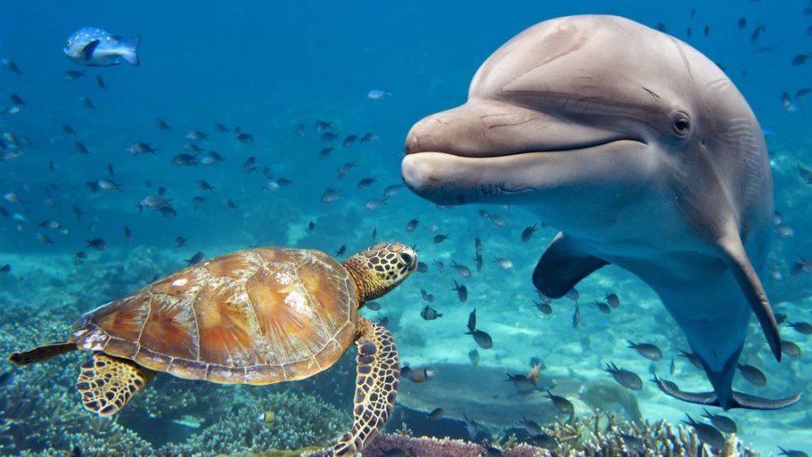 Snorkeling 