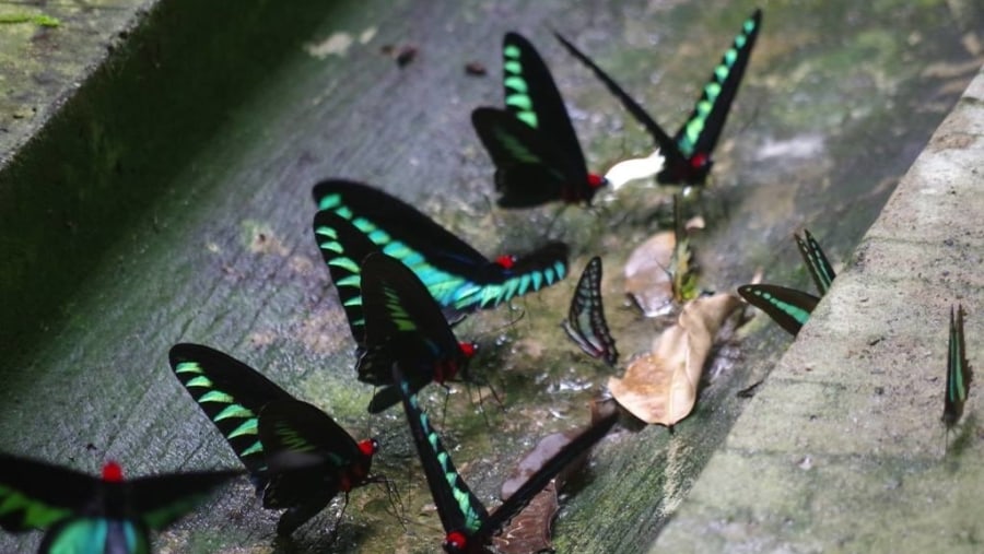 Admire Red Wings Butterflies of Limpaki