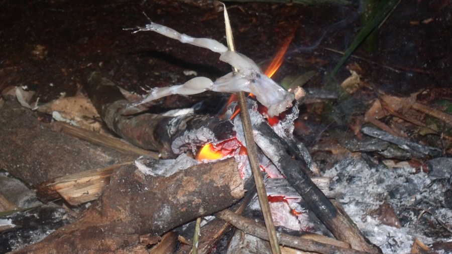 Roasting a frog for food in the jungle.