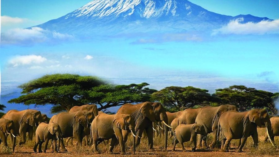 Elephant Herd Grazing the Vast Park with Kilimanjaro Forming a Magnificent Back Drop