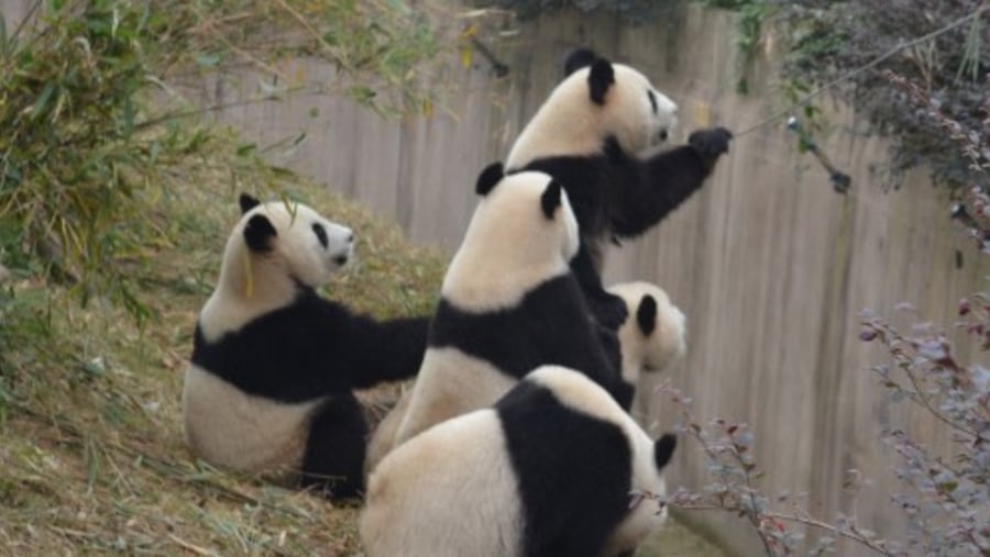Giant Pandas at Chengdu Panda Breeding Centre