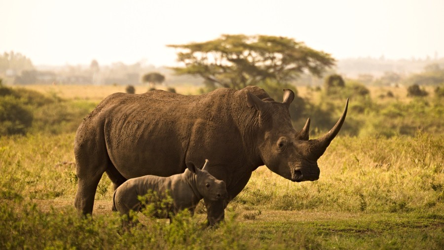 A Rhino at Nairobi National Park
