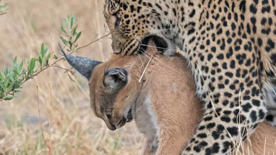 Leopard hunting down its prey.