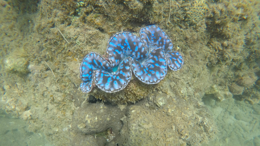 Cham Island Tour