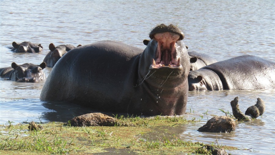 See the mighty hippo