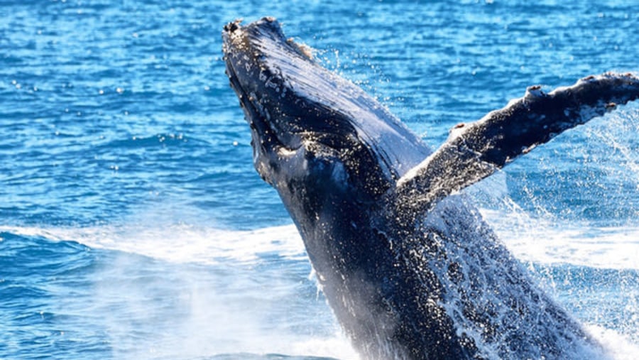 Spot a Blue Whale in Mirissa, Sri Lanka