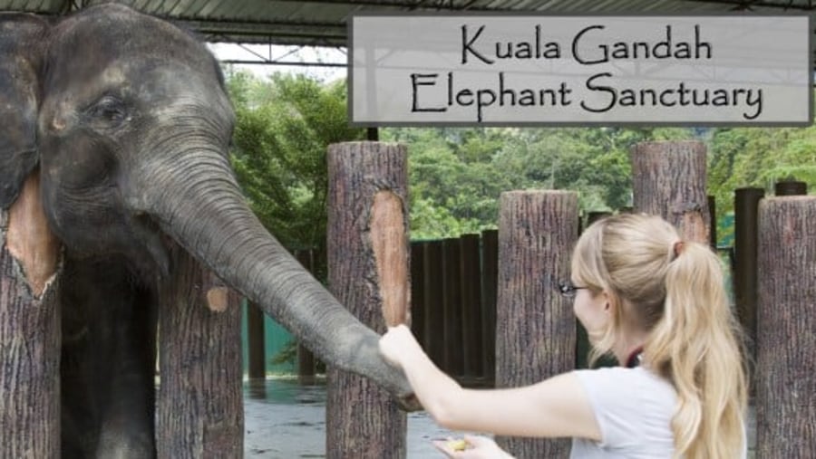 Meet Elephants in Kuala Gandah Elephant Sanctuary