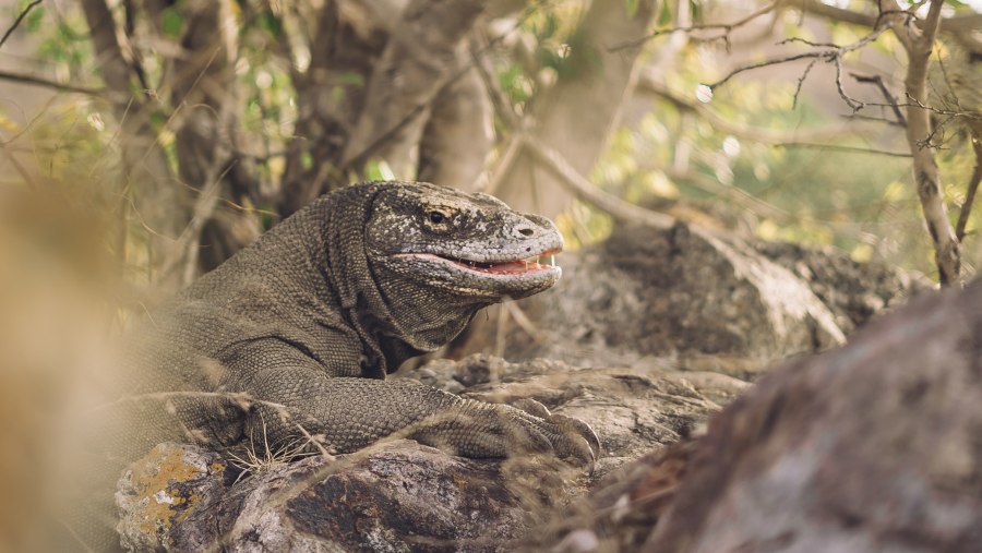 Komodo Dragons