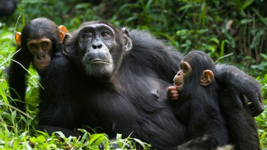 Chimpanzee Tracking